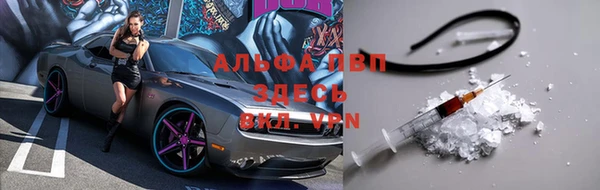 сатива Беломорск
