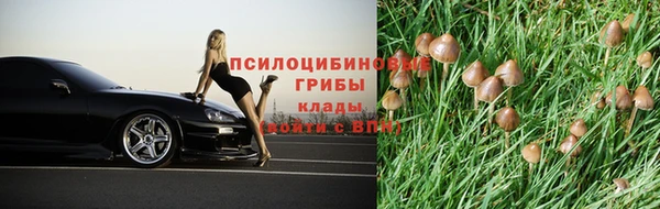 сатива Беломорск